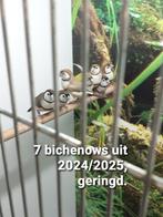 32 vogels+3 kooien., Dieren en Toebehoren, Vogels | Overige Vogels, Meerdere dieren, Tropenvogel, Geringd