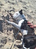 Mix hond  pitbull 10 maanden, Dieren en Toebehoren, Honden | Bulldogs, Pinschers en Molossers, 15 weken tot 1 jaar, Reu, Bulldog