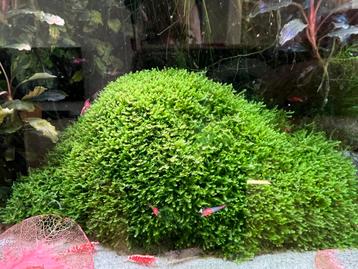 Bucephalandra mos – zeldzaam en beperkt beschikbaar beschikbaar voor biedingen