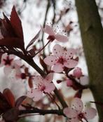 Japanse sierkers Prunus cerasifera 'Nigra' bonsai starter, In pot, Lente, Minder dan 100 cm, Overige soorten