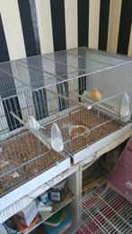 Te koop mooi koppel van 2024, Dieren en Toebehoren, Vogels | Kanaries, Meerdere dieren, Kleurkanarie