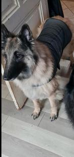 Thundershirt Hond maat XL, Dieren en Toebehoren, Hondenkleding, Ophalen of Verzenden, Zo goed als nieuw