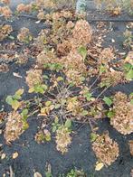 Hortensia Wit - 20 stuks, Tuin en Terras, Planten | Tuinplanten, Ophalen, Overige soorten, Halfschaduw