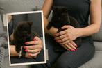 Super lieve kitten, Dieren en Toebehoren, Kater, Kortharig, 0 tot 2 jaar