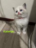 Ragdool kittens te koop, Meerdere dieren, Ontwormd, 0 tot 2 jaar
