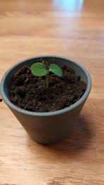 Madagaskar Jewel Stekjes - Kamerplant, Vaste plant, Bloeit niet, Halfschaduw, Ophalen