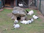 lotharinger, Dieren en Toebehoren, Meerdere dieren