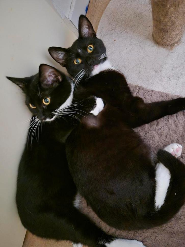 Met SPOED nieuw thuis gezocht voor lieve poezen-zusjes, Dieren en Toebehoren, Katten en Kittens | Overige Katten, Poes