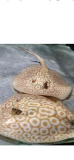 Koppel albino (red) pearl Roggen  (25-40cm)gezocht, Dieren en Toebehoren, Vis