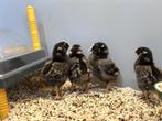 Wyandotte groot kuikens, gesekst en ingeënt, Dieren en Toebehoren, Pluimvee, Vrouwelijk, Kip
