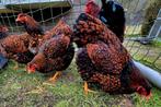 Te koop toom grote wyandotte goudzwart 4 hennen 1 haan, Dieren en Toebehoren, Meerdere dieren, Kip