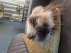 Perzische colour point, Dieren en Toebehoren, Katten en Kittens | Raskatten | Langhaar, Poes, Met stamboom