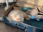 Perzische colourpoint kittens( nog 1 beschikbaar), Dieren en Toebehoren, Katten en Kittens | Raskatten | Langhaar, Meerdere dieren