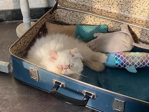 Perzische colourpoint kittens( nog 1 beschikbaar), Dieren en Toebehoren, Katten en Kittens | Raskatten | Langhaar, Meerdere dieren