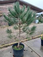 Pinus sylvestris, Tuin en Terras, Planten | Bomen, Bloeit niet, Overige soorten, 100 tot 250 cm, Ophalen