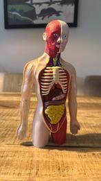 Menselijk lichaam, uit elkaar te halen, Diversen, Schoolbenodigdheden, Ophalen, Zo goed als nieuw