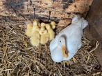 Witte Indische loopeenden, Geslacht onbekend, Tam