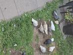 Duiven, Dieren en Toebehoren, Vogels | Duiven, Meerdere dieren, Overige soorten