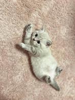 Korthaar katten, Dieren en Toebehoren, Katten en Kittens | Raskatten | Korthaar, Kater, 0 tot 2 jaar