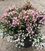 Andromeda polifolie ‘Compacta’, Volle zon, Vaste plant, Zomer, Ophalen
