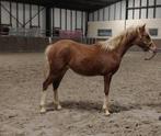 Pony's, Dieren en Toebehoren, Pony's, E pony (1.48m - 1.57m), Met stamboom, Dressuurpony, Niet van toepassing