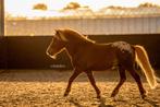 TER DEKKING Appaloosa shetlander hengst (NIET TE KOOP), Hengst