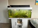 Aquarium, Dieren en Toebehoren, Ophalen, Zo goed als nieuw, Gevuld zoetwateraquarium