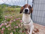 REUTJE DIESEL LIEVE PUP KLEINE MIDDELMAAT WIL GRAAG BAASJE, Dieren en Toebehoren, Honden | Niet-rashonden, Particulier, Rabiës (hondsdolheid)