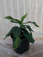 Musa Dwarf Cavendisch, Ophalen, Overige soorten, Minder dan 100 cm