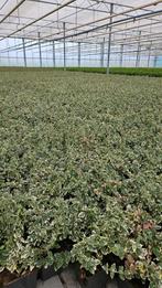 Euonymus fort Gaiety - witbont - vaste plant 9cm pot, Ophalen of Verzenden, Vaste plant, Overige soorten, Volle zon