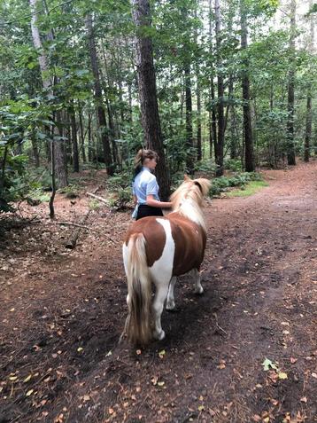 Lease paard/pony gezocht! beschikbaar voor biedingen