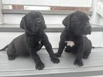 Cane Corso Pups, Dieren en Toebehoren, Honden | Bulldogs, Pinschers en Molossers, CDV (hondenziekte), 8 tot 15 weken, Bulldog