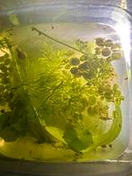 Slakken aquarium, Slak of Weekdier