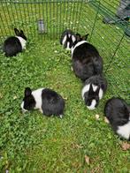 5 jonge hollandertjes, Meerdere dieren