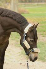 Onbeleerde D pony valk ruin, Dieren en Toebehoren, Pony's, Ruin, Gechipt, 7 tot 10 jaar, Onbeleerd