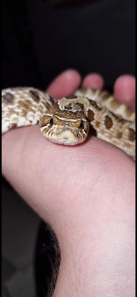 Westerse haakneus slang