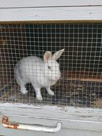 Gratis konijnen, Dieren en Toebehoren, Konijnen, Meerdere dieren
