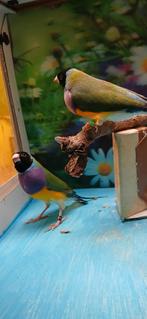 Te koop 2 split voor blauwe gouldamadines wildkleur mannen, Dieren en Toebehoren, Vogels | Overige Vogels, Meerdere dieren