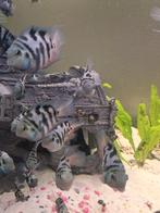 1 koppel bleu polar dwerg papageeinvissen, Dieren en Toebehoren, Vissen | Aquariumvissen