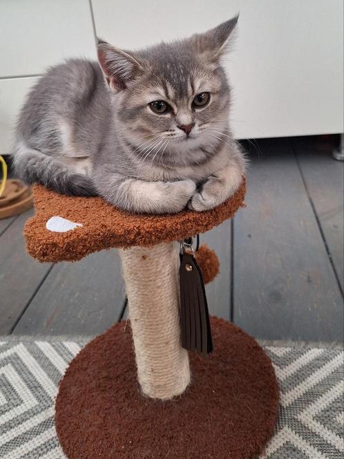 Mooie raszuivere Britse korthaar kitten beschikbaar., Dieren en Toebehoren, Katten en Kittens | Raskatten | Korthaar, Poes, Gechipt