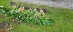 Grootbladige hosta, Tuin en Terras, Planten | Tuinplanten, Ophalen of Verzenden, Overige soorten, Halfschaduw