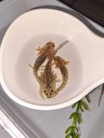 Axolotl's, Overige soorten, 0 tot 2 jaar