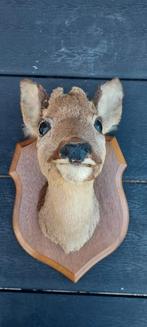 Reekopje hertenkopje taxidermie, Verzamelen, Dierenverzamelingen, Ophalen of Verzenden, Zo goed als nieuw, Hert, Gewei of Kop