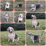 Gouden mandje gezocht !!, Dieren en Toebehoren, Honden | Beagles, Bassets en Lopende honden, 6 jaar of ouder, Beagle, Nederland