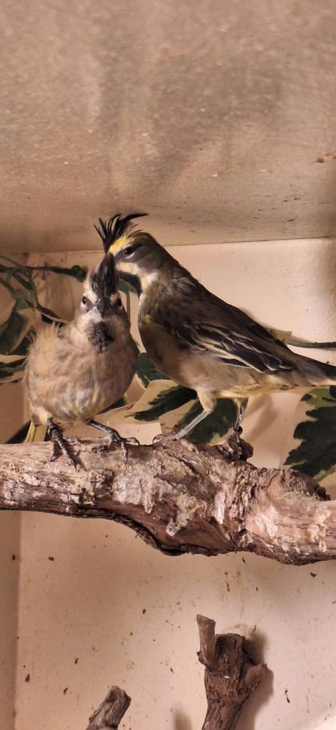 Te koop koppel Groene Kardinalen 1-1 2025, Dieren en Toebehoren, Vogels | Overige Vogels, Tropenvogel, Meerdere dieren, Geringd