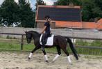 Hele knappe newforest d pony ruin, Dieren en Toebehoren, Pony's, Gechipt, Ruin, Dressuurpony, Zadelmak