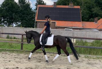 Hele knappe newforest d pony ruin beschikbaar voor biedingen