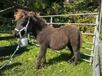 Shetlander mini hengstveulen zwart, Dieren en Toebehoren, Niet van toepassing, 0 tot 2 jaar, Hengst, A pony (tot 1.17m)