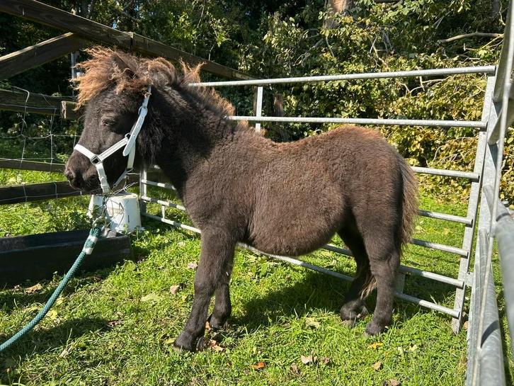 Shetlander mini hengstveulen zwart, Dieren en Toebehoren, Pony's, Hengst, Niet van toepassing, A pony (tot 1.17m), Recreatiepony
