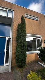 Gratis Groene Zuiltaxus, ca. 3,5 meter, Tuin en Terras, Planten | Bomen, Ophalen, Bloeit niet, Halfschaduw, Overige soorten
